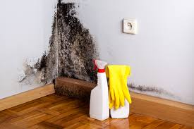 Biohazard Mold Removal in Markham, IL